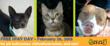 East Bay SPCA No Cost Spay/Neuter Surgeries to Commemorate World Spay...